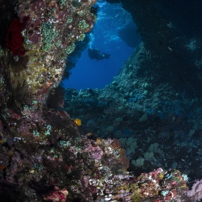 Diver at Boo Windows in Raja Ampat Indonesia постер печать (11x17) | Дом и сад