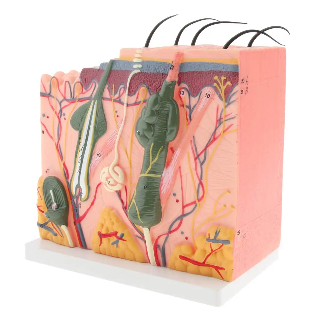  Magnified 3D Human Skin Model Simulation Medical Anatomical Model for School Teaching Tool Learning - 32973596186