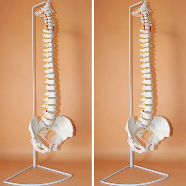 Chiropractic Spine Model