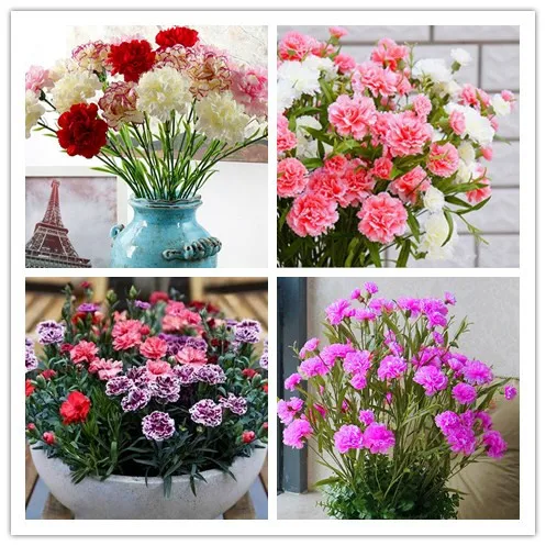 

100 PCS/Bag Carnation flower flores,Best gift to mother,Beautiful and fragrant, bonsai flower plantas plant DIY home garden