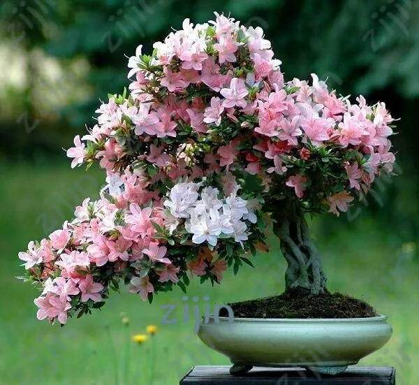 10Pcs Multi Color Cherry Blossoms Bonsai Japanese Bonsai Sakura DIY