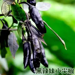 Черный пряный маленький супер горячий перец 4 сезона сад овощи, выращиваемые в горшках на балконе бонсай 200 шт