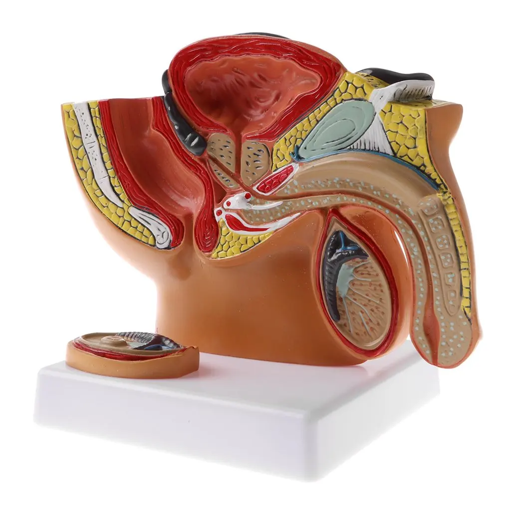  1: 2 Basin Prostate Model Human Male Urinary System Medical Anatomical Model School Teaching Tool L - 32973476971