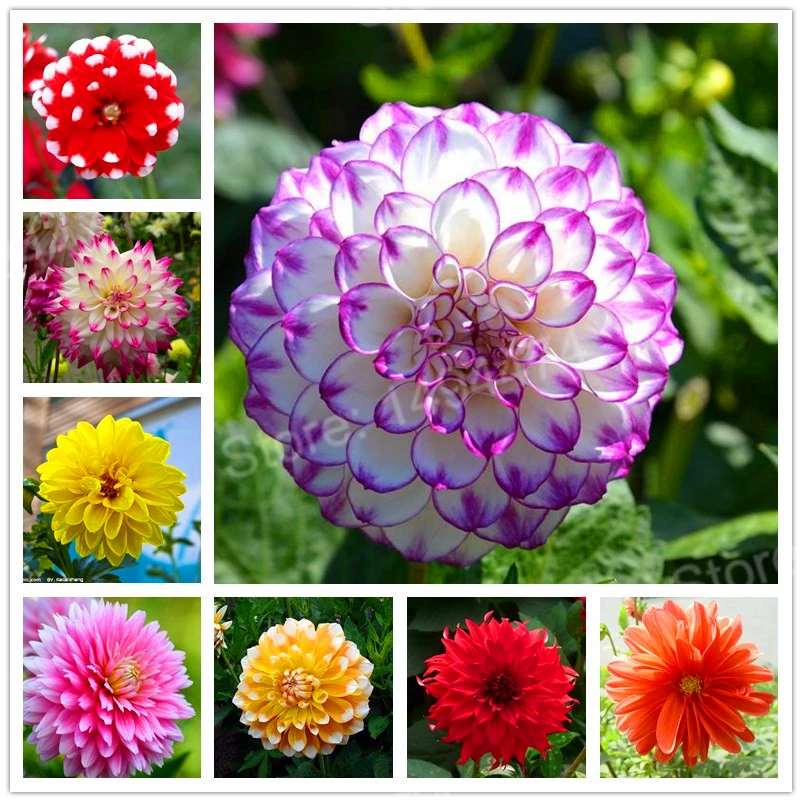 

100pcs/bag mix color dahlia flower dahlia flores,bonsai flower plantas Bonsai plant for home garden Chinese peony garden plant