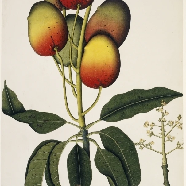 Мангифера Indica манго плакат печать Mary Evans Natural history Museum (24X36)|Таблички и знаки| |