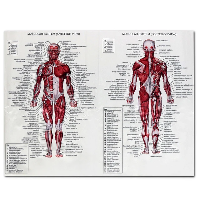 Anatomia umana sistema muscolare Poster corpo umano mappa