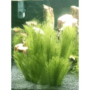

Aquarium Decoration Simulation Artificial Plants Aquarium Decoration Landscaping Fish Tank Plants Decoration 3 PCS / Set
