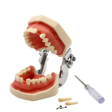 Dental Detachable Teeth Model with Screwdriver Dental Soft Gum Standard Tooth Model with 28 Removable Teeth Oral Dentist Tools цена Dental Detachable Teeth Model with Screwdriver Dental Soft Gum Standard Tooth Model with 28 Removable Teeth Oral Dentist Tools цены онлайн