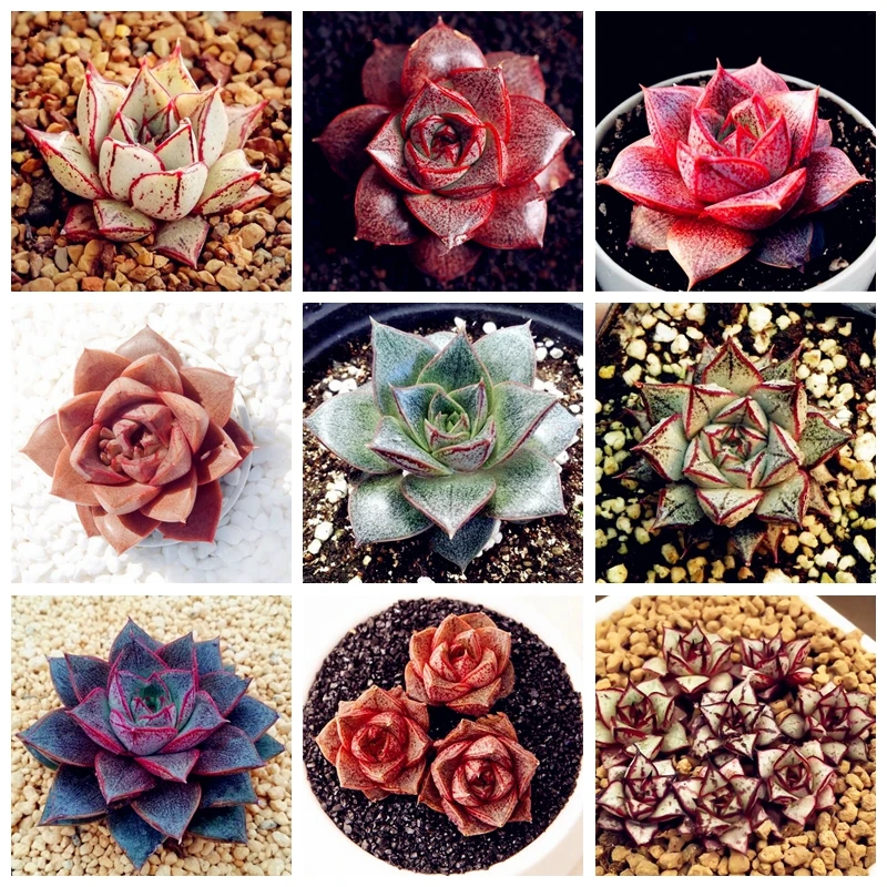 

Hot Sale! 100 Pcs Echeveria Purpusorum Bonsai Fresh Succulent Plant Home Rock Garden Gorgeous Round Leaf RARE Succulents Plant