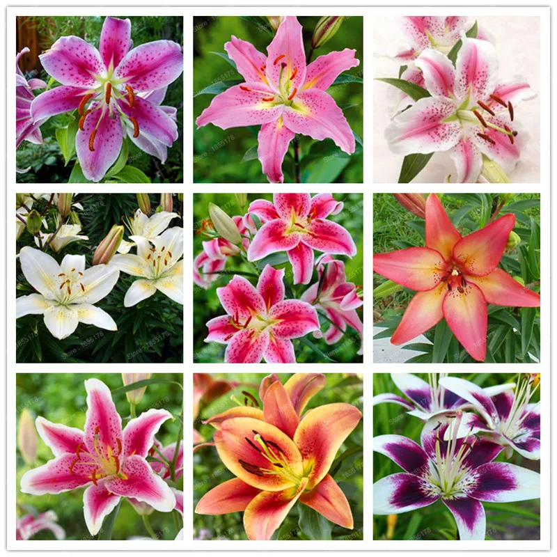 100pcs bag 24 colors lily bonsai cheap perfume lilies plant for Garden and home Mixing different