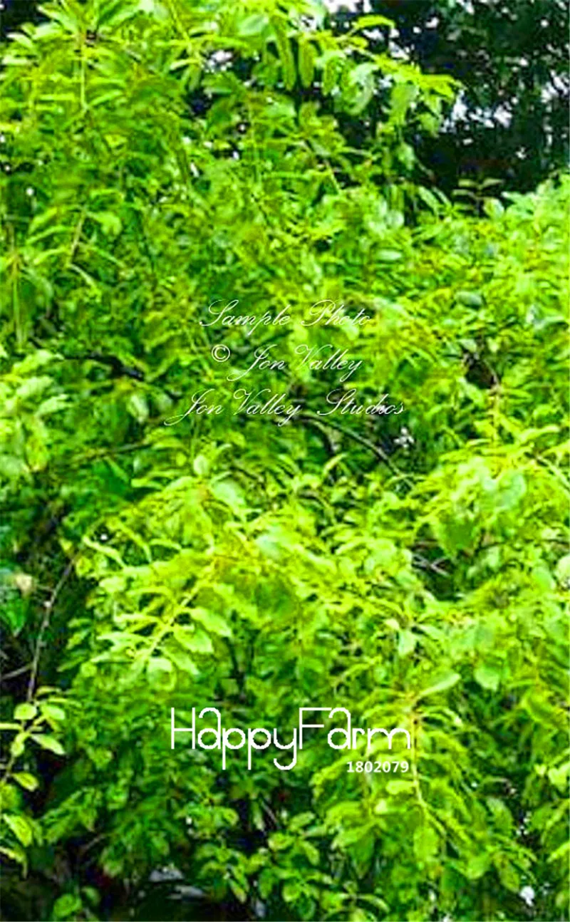 

100 PCS Big Promotion!DIY Home Garden Plant Santalum Album ,White Sandalwood, Indian Sandalwood Tree Bonsai