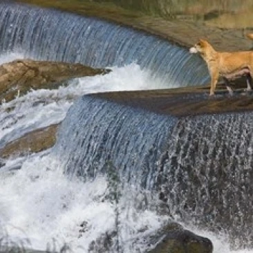 Dog on the waterfall Pingnan Fujian China Poster Print by Keren Su (38 x 25) | Дом и сад