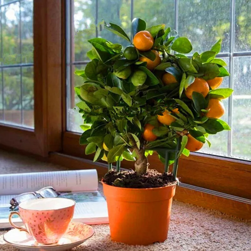 

20pcs Edible Fruit Mandarin Bonsai Tree bonsais, Citrus Mandarin Orange bonsais