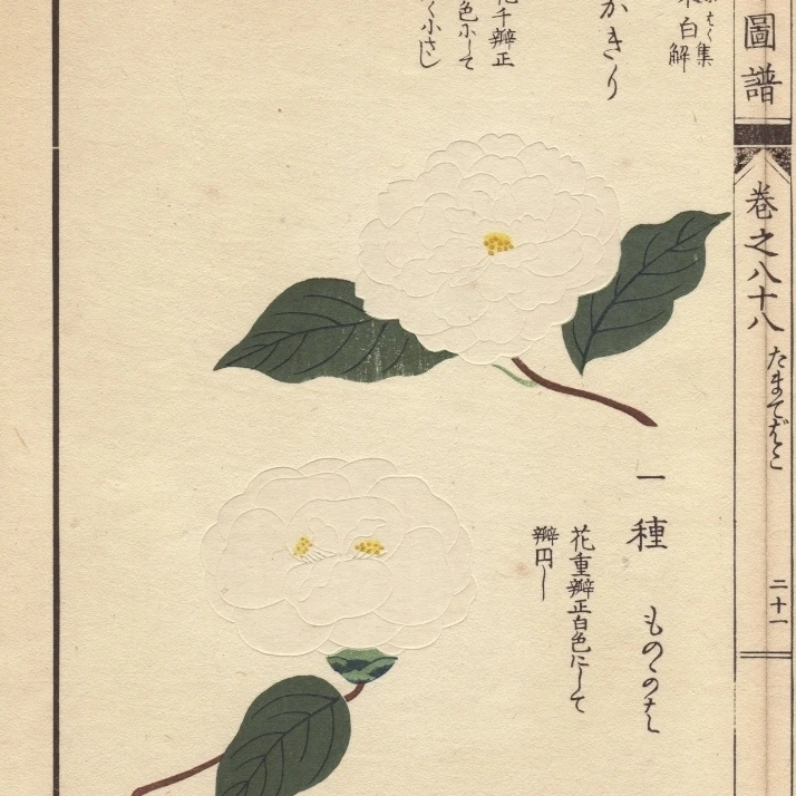Белый Camellias Kagiri и Monokaha Theaa плакат печать Florilegius Mary Evans (24X36)|Таблички знаки| |