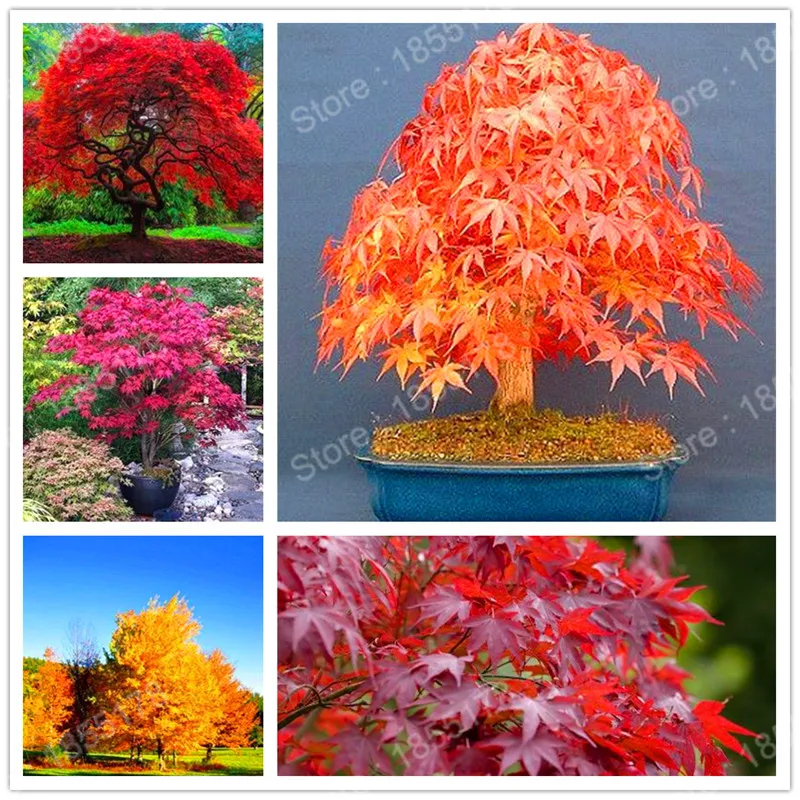 

promotion! rare perennial maple tree bonsai Plant beautiful leaves for garden and home in autumn gift and decoration 30pcs/bag