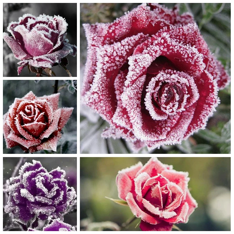 

100 Pcs Holland Snow Rose Indoor Perennial Indoor Bonsai Potted Charming Living Room Rosas Flower Home Garden Planting