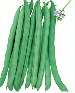 

Lotus Frame Foot Organic Vegetable Bean bonsai 5pcs