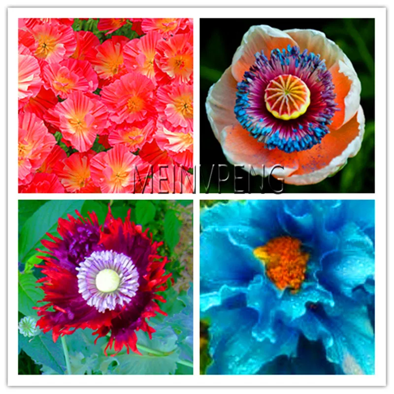 

Time-Limit!!100PCS Rare Blue Himalayan Poppy Bonsai Beautiful Perennial Flower Plant New Style Attractive Butterfly For Home Ga