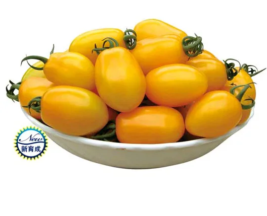 

Oriole yellow tomato bonsai - storage and transportation , suitably protected and open field cultivation -200 Pcs
