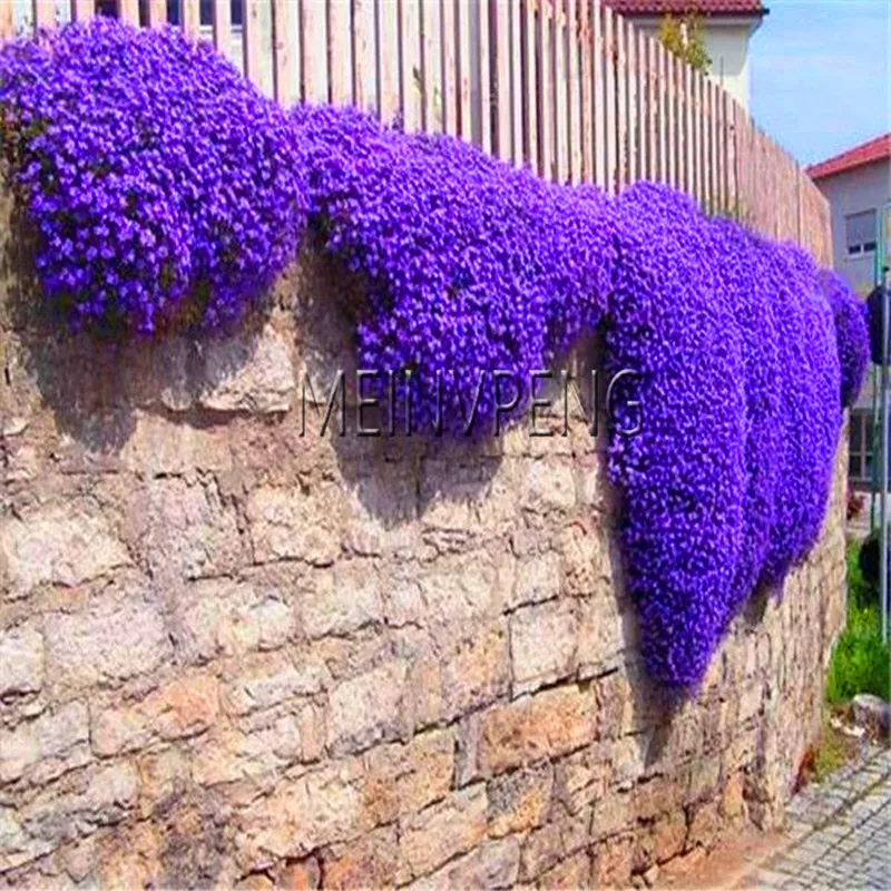 Big Promotion!100 pcs/bag Creeping Thyme Bonsai or Multi-color ROCK CRESS Plant - Perennial flower Garden Ground cover flower g Big Promotion!100 pcs/bag Creeping Thyme Bonsai or Multi-color ROCK CRESS Plant - Perennial flower Garden Ground cover flower g