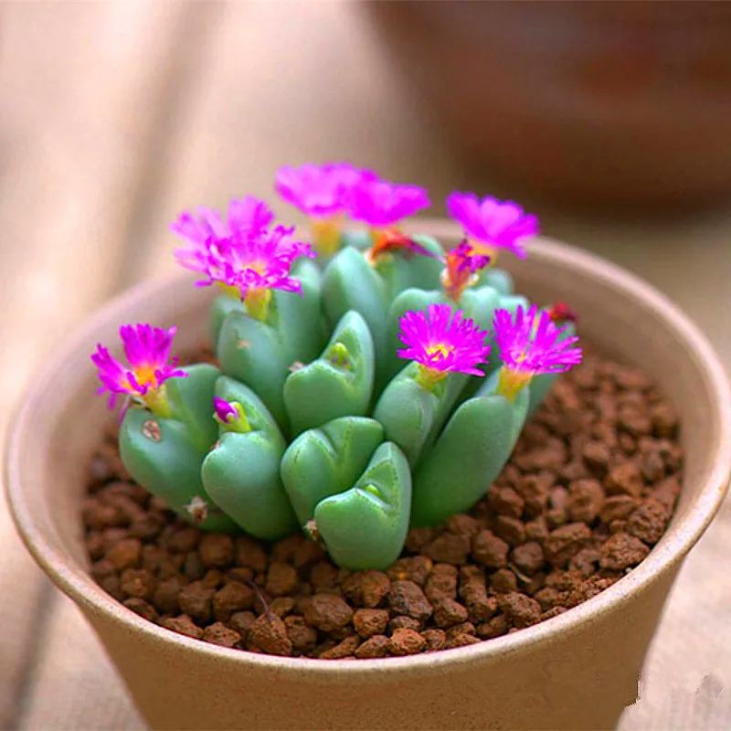 100pcs Mix Lithops bonsai Living Stones Flower Succulent Cactus Organic Plant Home Garden 100pcs Mix Lithops bonsai Living Stones Flower Succulent Cactus Organic Plant Home Garden