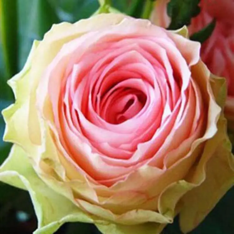 

200 pcs Rare Holland Rainbow Rose Flower bonsai Home Garden Rare Flower plant 24 color rainbow Rose flores,rose flower seedlings