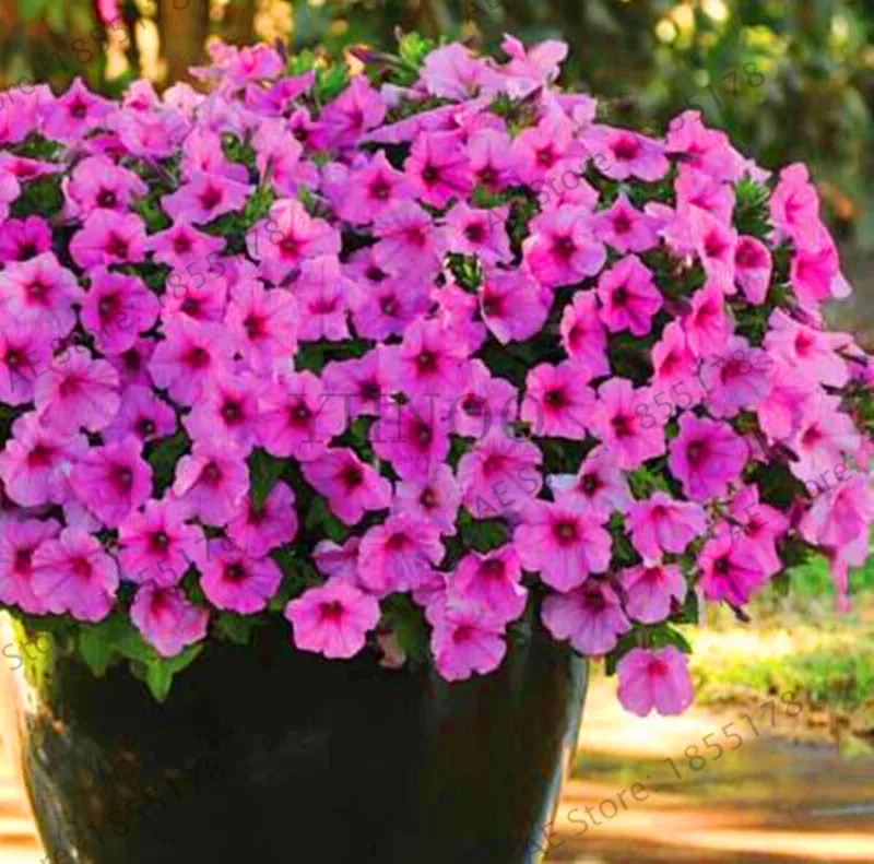 Акция! 200 шт. Висячие растения Петуния Мелисса оригинальный цветок Plantas
