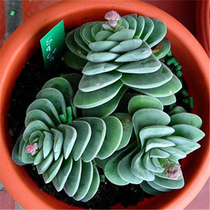

200Pcs Rare Living Stones Mix Lithops bonsai Blooming Flower Succulent Cactus Organic Garden Bulk bonsai For Home Garden