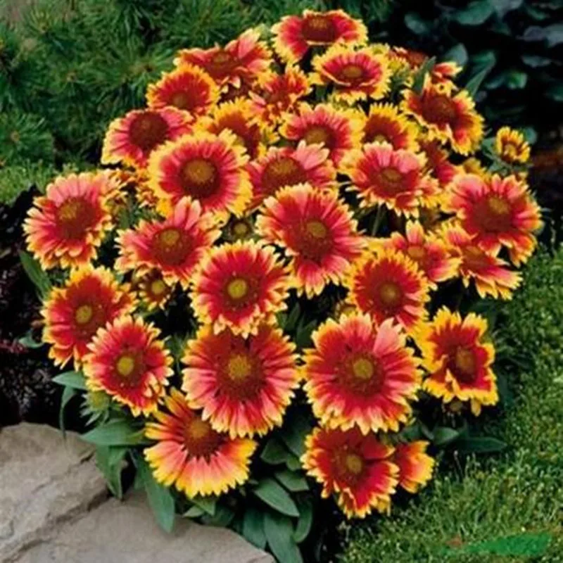 

30pcs Chrysanthemum bonsai Gaillardia Pulchella bonsais Rare Beauty Flowers Home Garden Plant Special color Flower(tian ren ju)