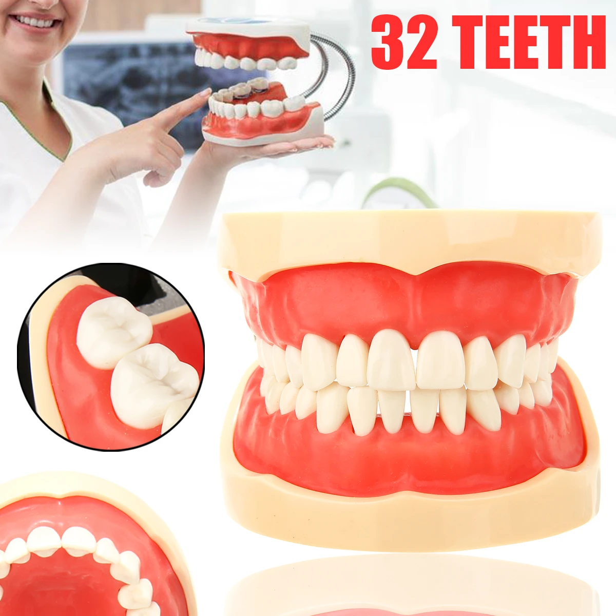 

1 Set Dental Typodont Model with 32pcs screw-in Removable Teeth Dental Teaching Study Model for Oral Medical Education