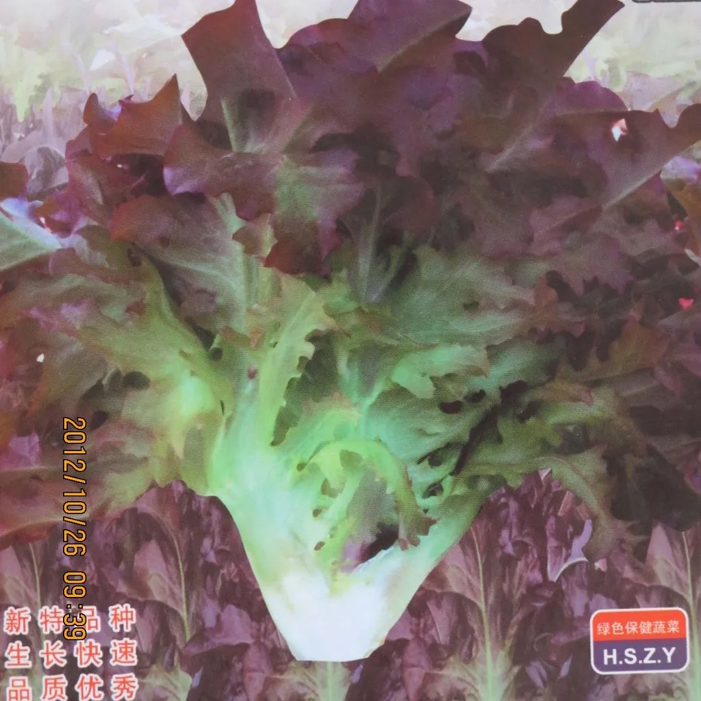 

200pcs Hamburg nobility nutrition lettuce bonsai