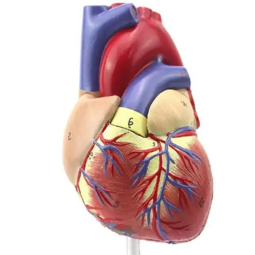 Человеческое Сердце анатомическая Учебная модель внутренние органы медицина модель органов эмульгированная+ стенд медицинская наука учебные материалы
