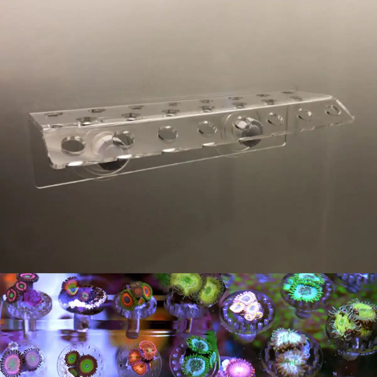 Coral Rack Acrylic Coral Frag Rack 13 Hole Coral Bracket Fish Tank Aquarium Plant Holder with Suction Cup
