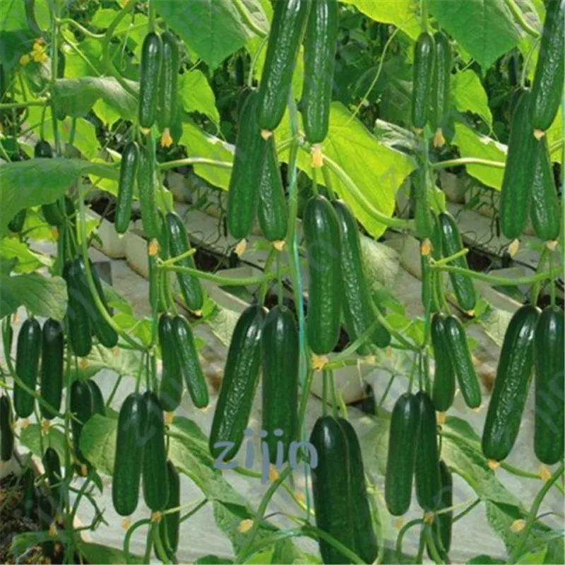 

50pcs cucumber rare organic fruit vegetable garden decoration can edible, groenten biologisch Anti-cancer easy grow in Bonsai