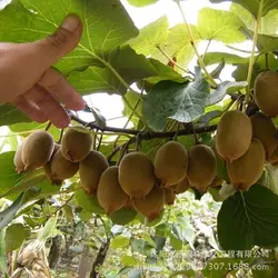 Король фруктов киви желтая плоть киви бонсай горшок киви Фрукты бонсай большие результаты шт./упак. 100