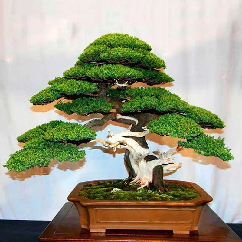 20 Pcs Pine Tree Bonsai Juniper Seedsplants Potted Garden Plants Garden