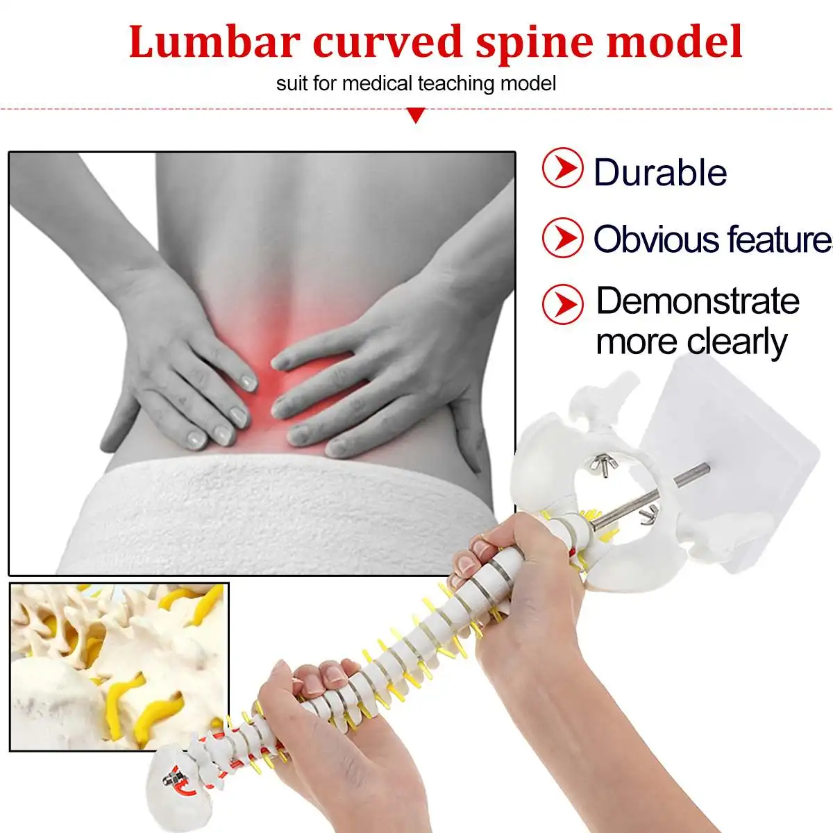 

45cm 1:1 Human Anatomy Adult Lumbar Bend Spine Model Humans Skeleton Model with Spinal Disc Pelvis Model Used Medical Science