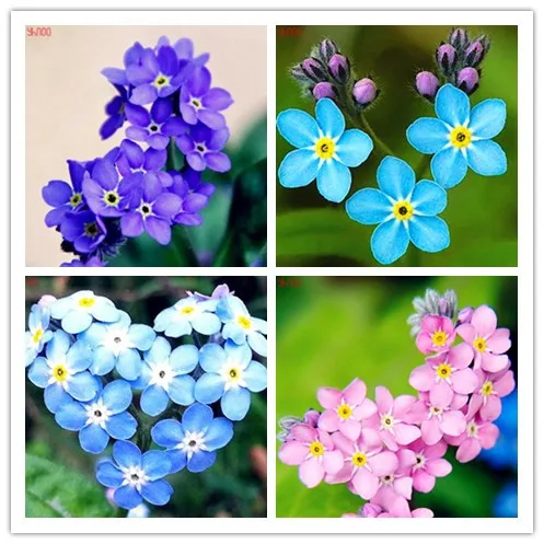 

100 PCS/Pack,myosotis sylvatica flower flores, beautiful and impressive ,Potted bonsai plants for home garden and windowsill