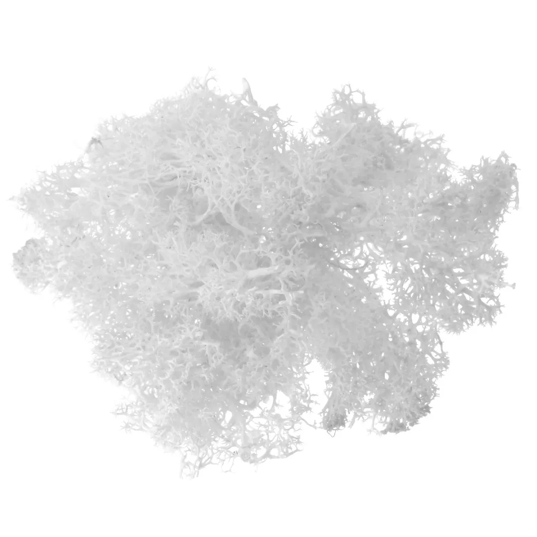 1pc 10g Artificial Dried Reindeer Moss Preserved Dried Artificial Craft Flower for Garden Home Party Wedding Decoration 1pc 10g Artificial Dried Reindeer Moss Preserved Dried Artificial Craft Flower for Garden Home Party Wedding Decoration