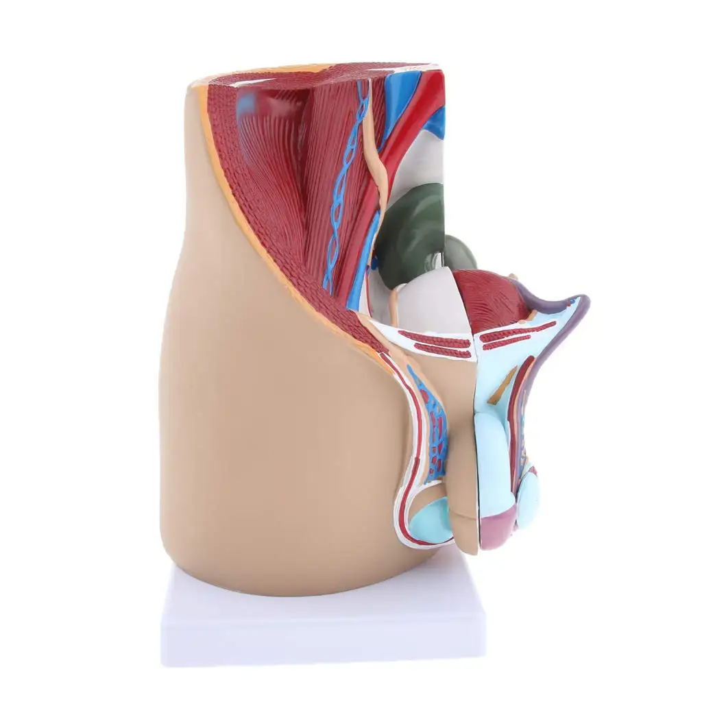  Human Male Prostate Model Structure Medical Anatomical Model for School Teaching Tool Learning Disp - 32975050750