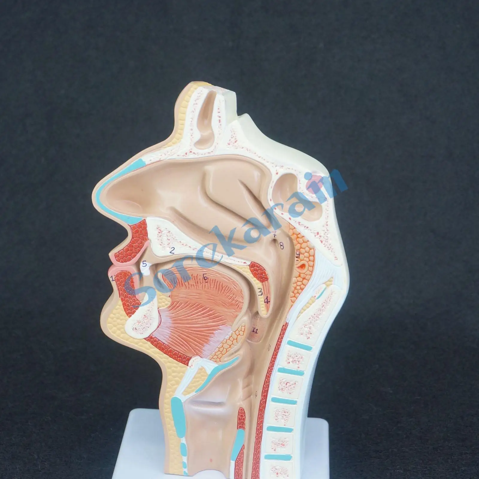 

Human Pathology Nasal Cavity Oral Longitudinal Anatomica Model Medical Natural Life Size Teaching Resources
