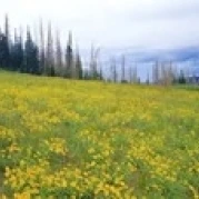 Wildflowers in bloom at morning light Dixie National Forest Utah USA Poster Print (18 x 6) | Дом и сад