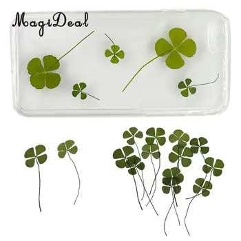 

MagiDeal 12 Real Pressed Four Leaves Dried flowers Embellishments Card Making Scrapbooking Jewelry Furniture DIY Decorating
