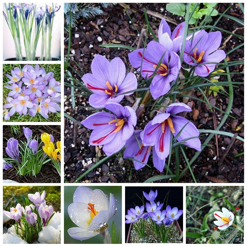 

Netherlands Saffron Flower Bonsai Rare DIY Plant Potted Organic Outdoor Garden Semillas Flowering Plants Sementes 20pcs/ Lot