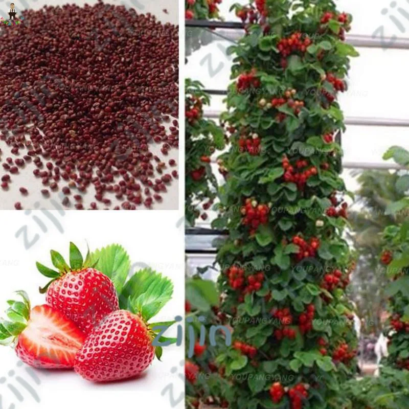 

Hot Sale!1000Pcs Climbing Red Strawberry bonsai With SALUBRIOUS TASTE * NON-GMO Strawberry Mount Everest* EDIBLE * Fruit,