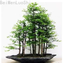 Bonsai Tree Metasequoia Glyptostroboides Seed Household Decoration Purification Air Formaldehyde Plant  Seedsplants