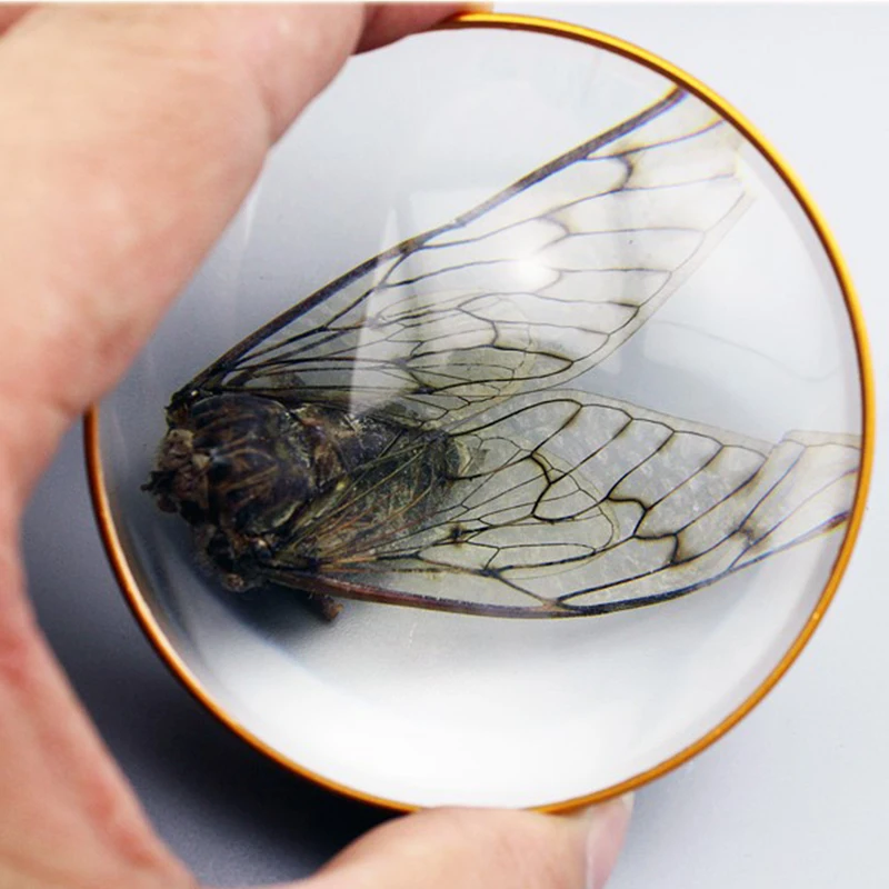 Paperweight Magnifying Glass Desktop Domed Magnifier with Golden Frame Glass Lens Reading Newspaper Maps Books 50mm 60mm 75mm