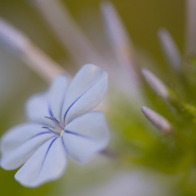 Plumbago のクローズアップブルージャスミン Plumbago Capensis ブエノスアイレスアルゼンチンポスター印刷 17 11 Aliexpress ホーム ガーデン
