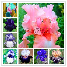 Горячая распродажа! Ирис завод, бонсай цветок бонсай Heirloom Ирис Tectorum многолетние Цветочные растения Редкие пальты для домашнего сада, 100 Флорес