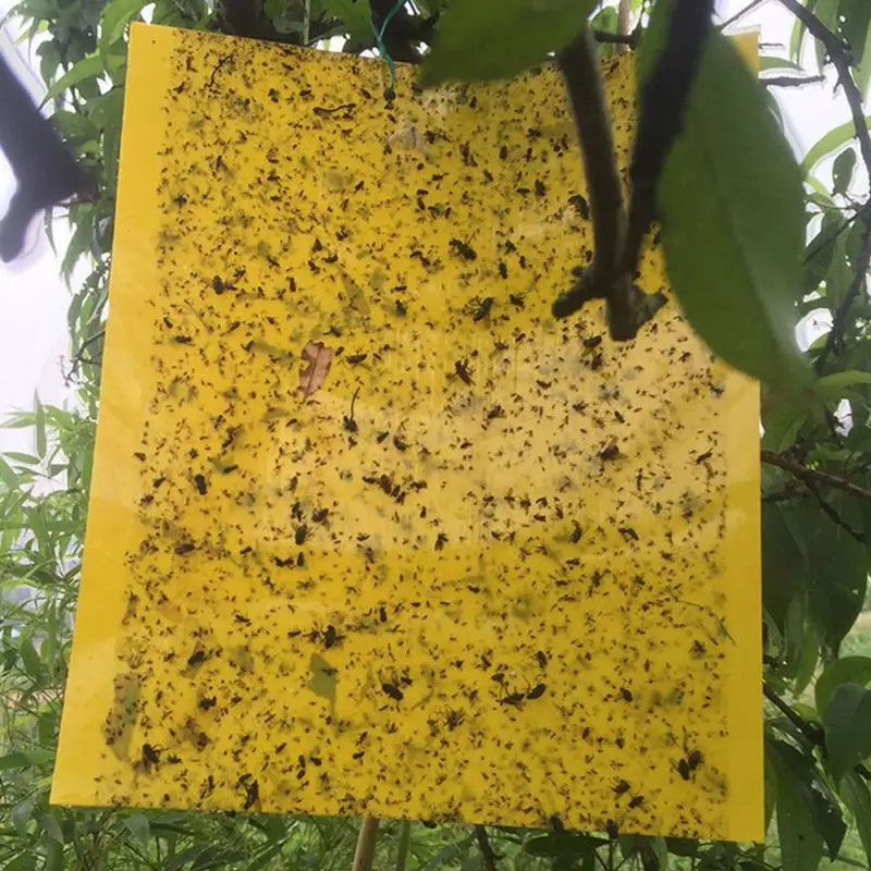 

Pest Control Strong Flies Traps Bedbugs Sticky Board Catching Aphid Insects Killer White Fly Thrip Fruit Mover Anti Insect #25